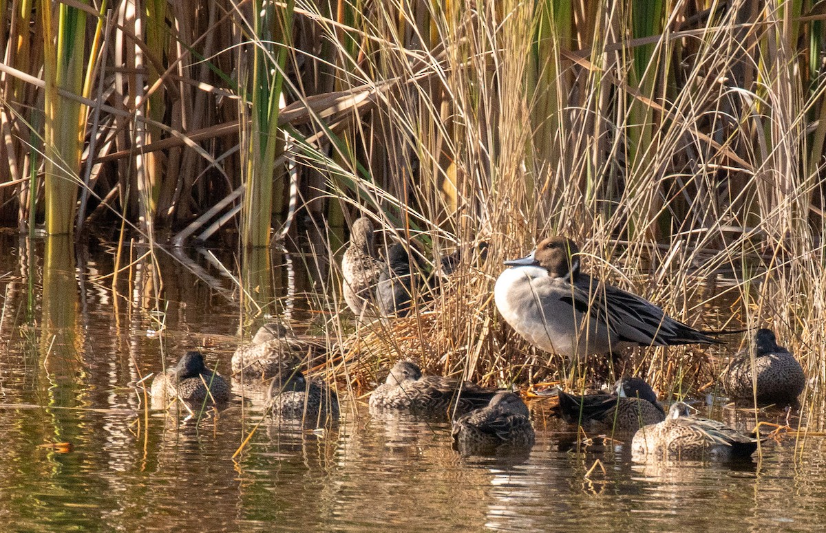ostralka štíhlá - ML646413035