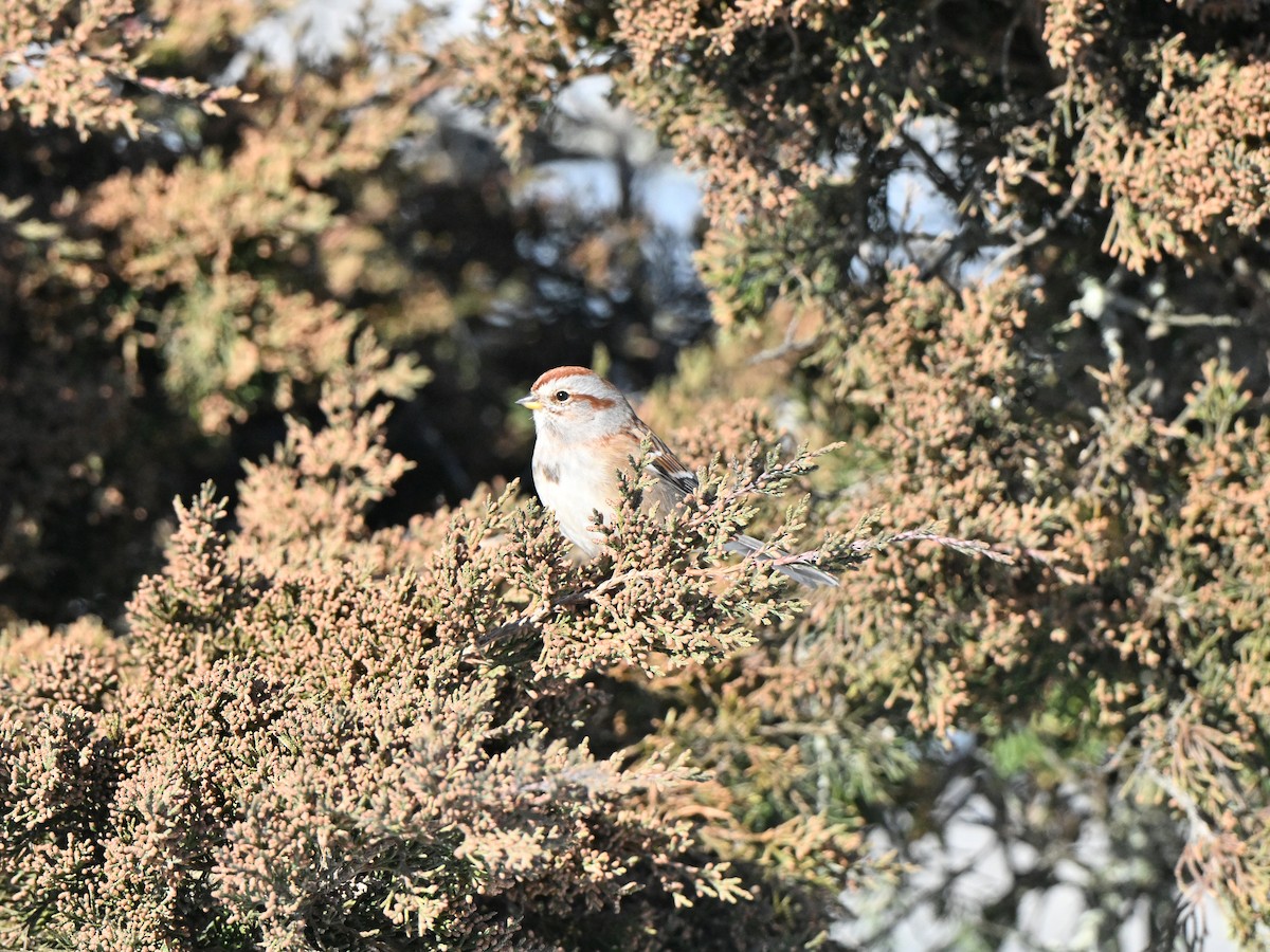 Пасовник північний - ML646413036