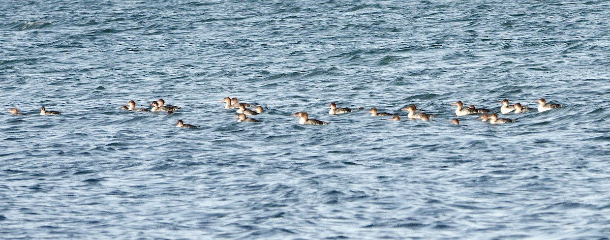 Red-breasted Merganser - ML646413038