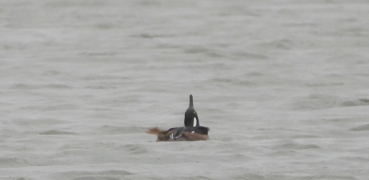 morčák chocholatý - ML646413040