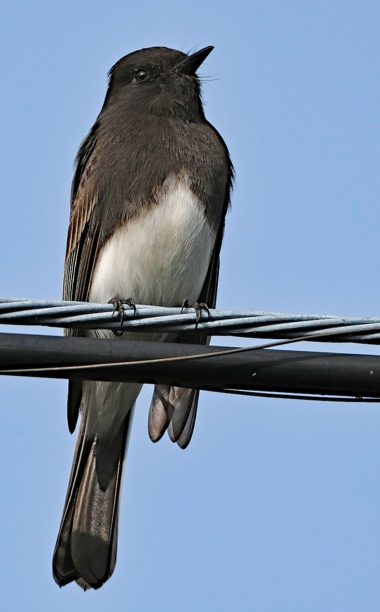 Black Phoebe - ML646413041