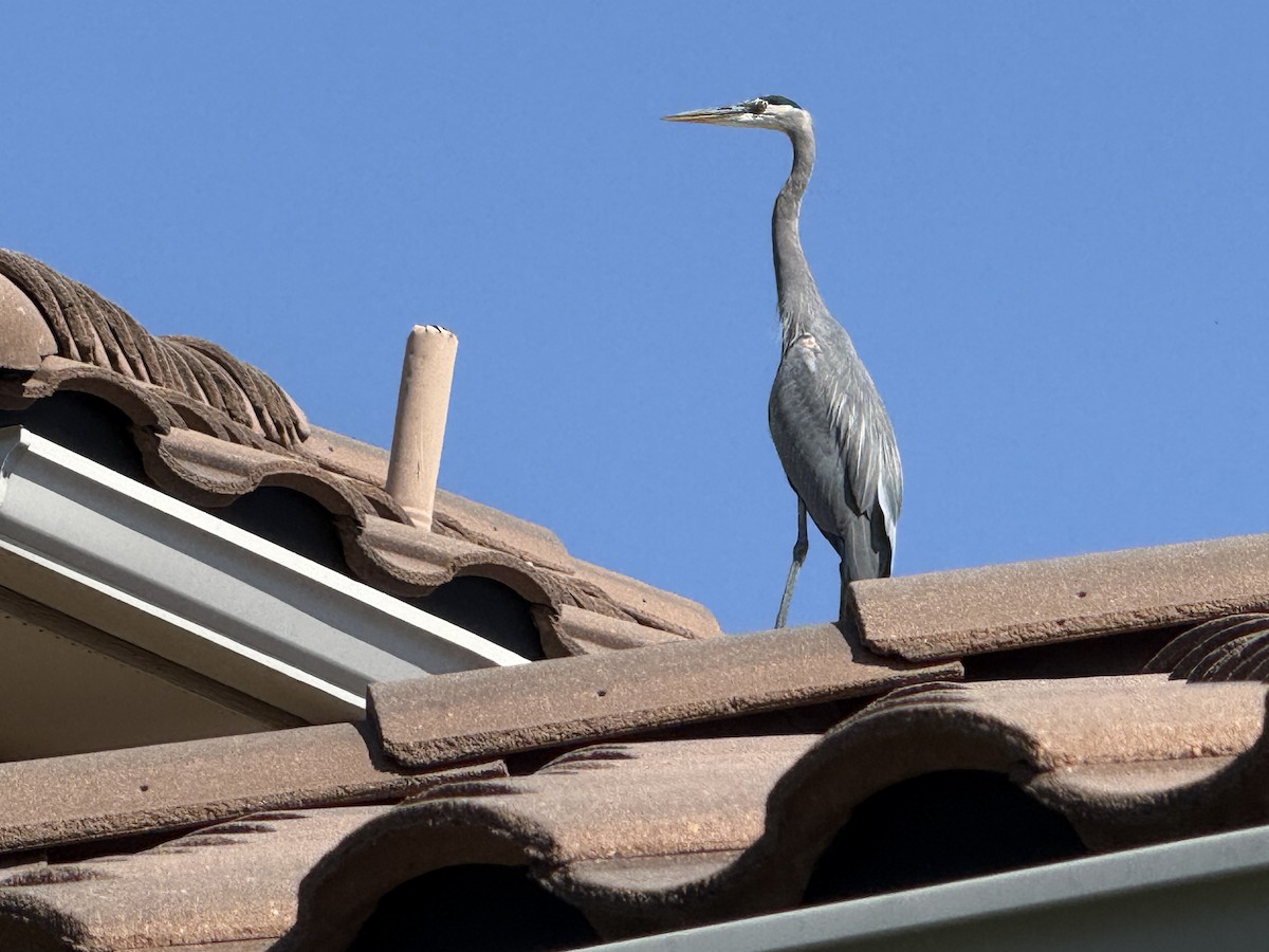 Great Blue Heron - ML646413042