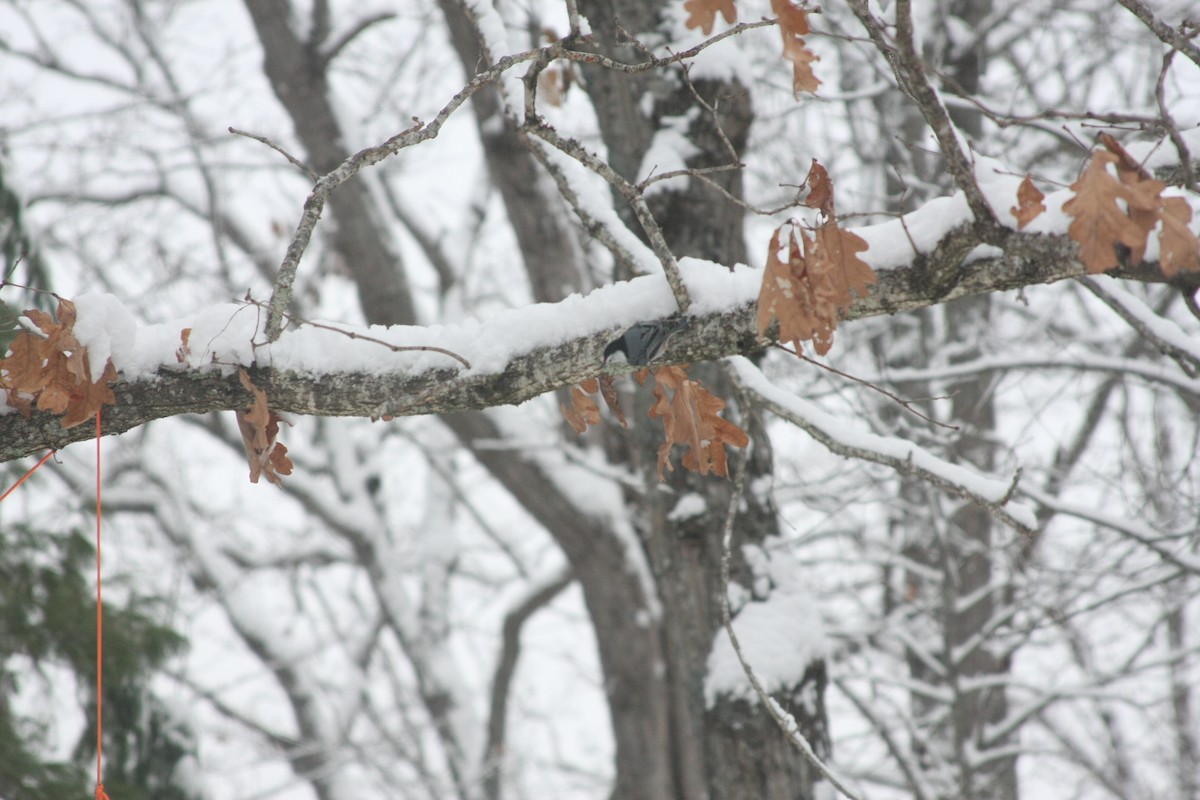ムナジロゴジュウカラ（carolinensis） - ML646413047