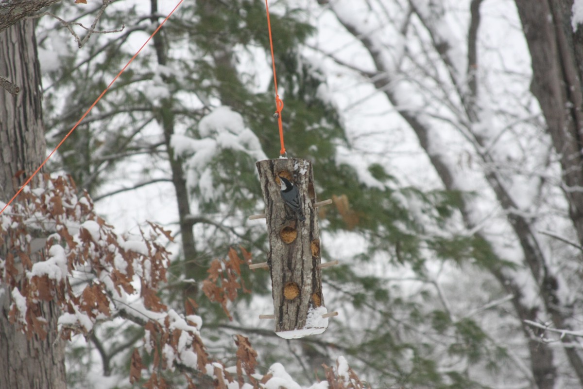 ムナジロゴジュウカラ（carolinensis） - ML646413048