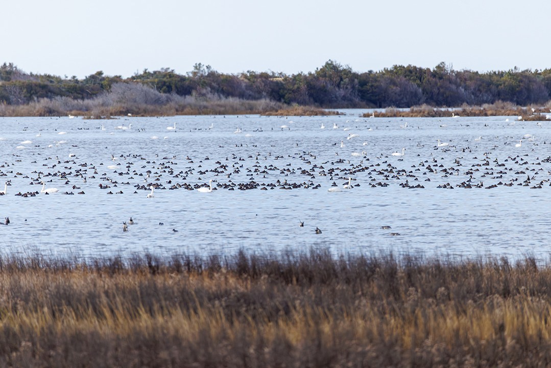 duck sp. - ML646413049