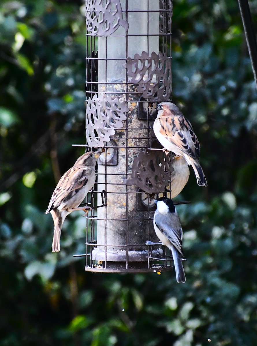 sýkora karolínská - ML646413050