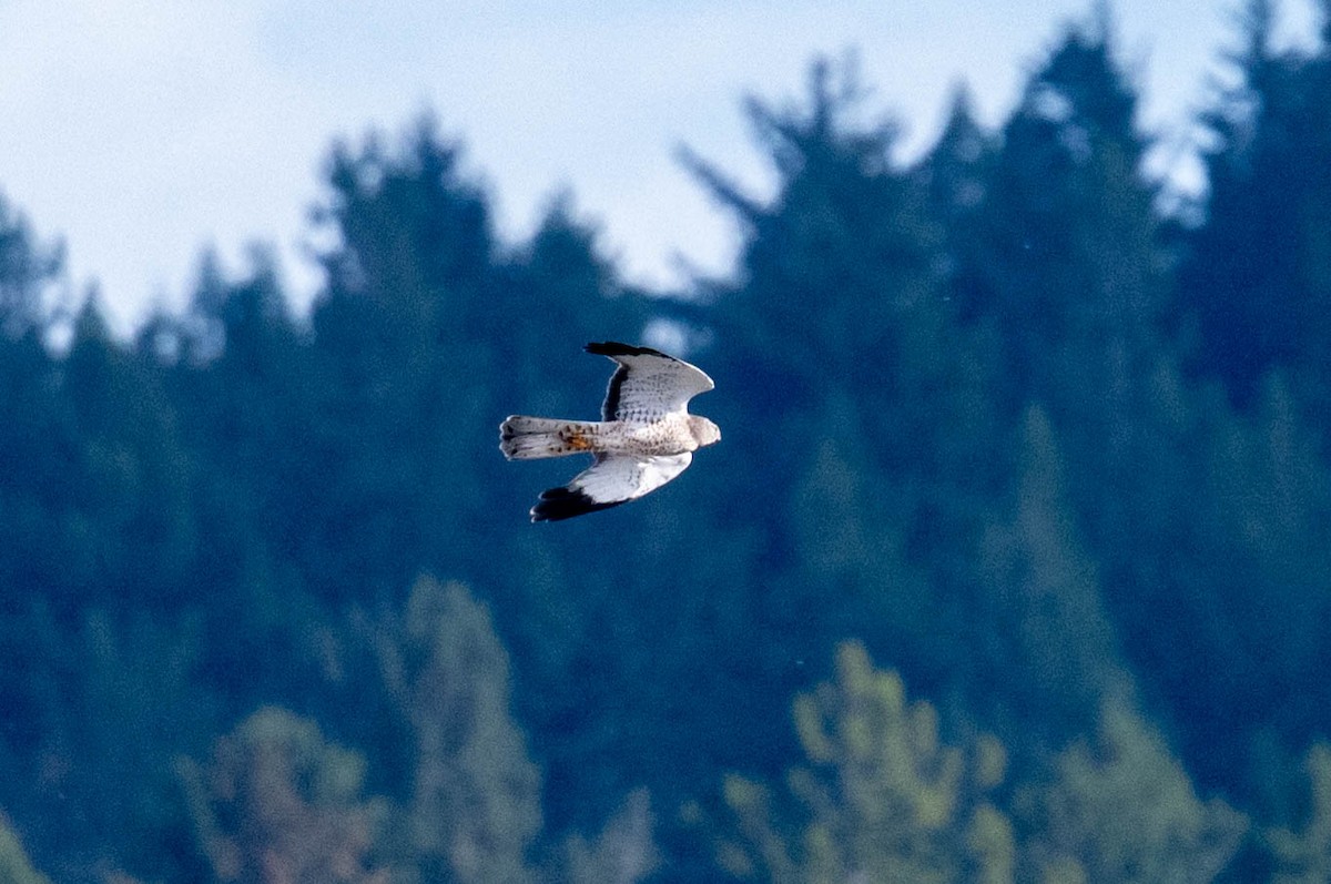 Northern Harrier - ML646413052