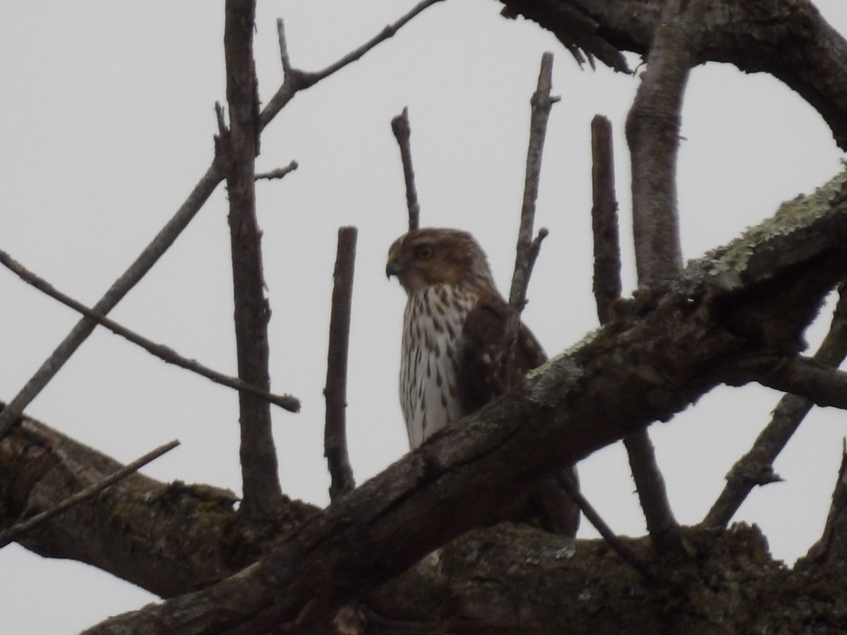 Cooper's Hawk - ML646413053