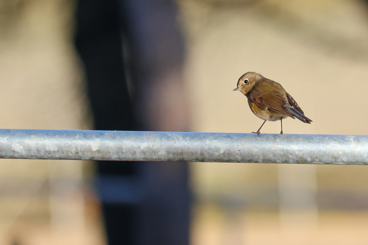 Red-flanked Bluetail - ML646413054