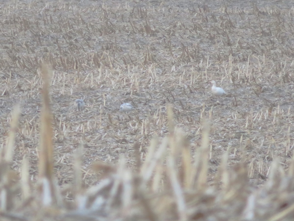 Snow Goose - ML646413062