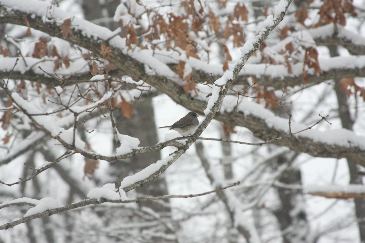 ユキヒメドリ - ML646413063