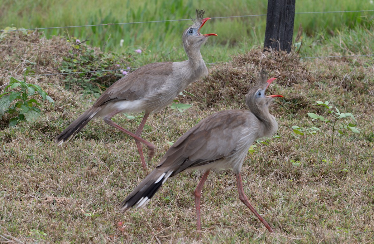 Red-legged Seriema - ML646413064