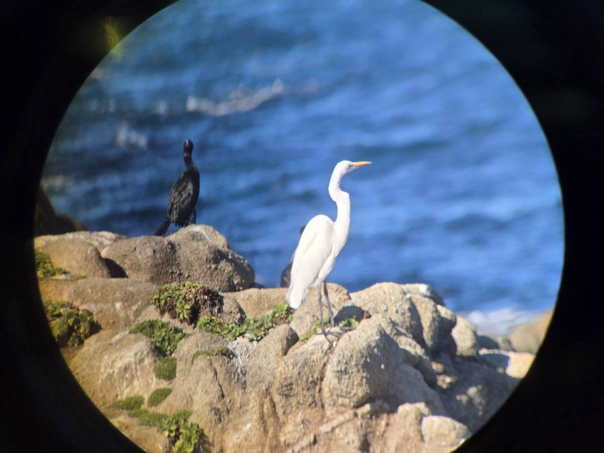 Great Egret - ML646413065