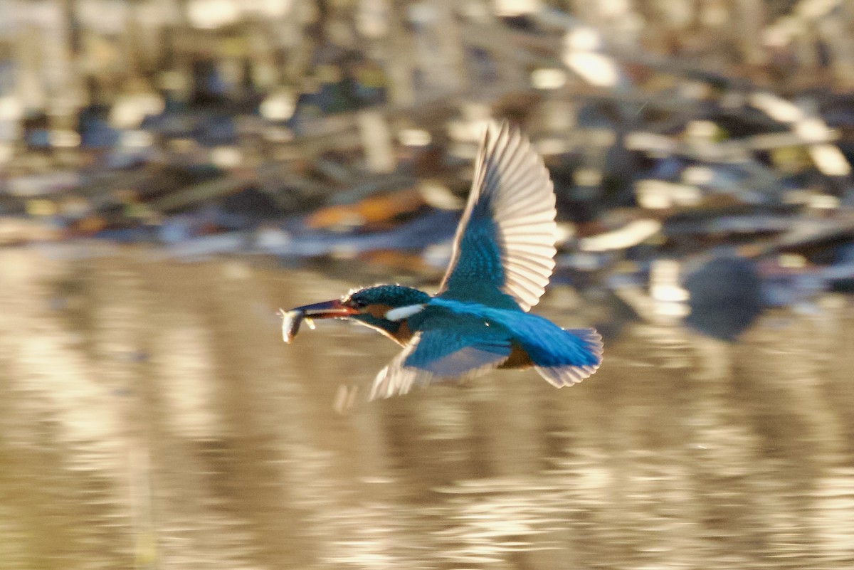 Yalıçapkını - ML646413066