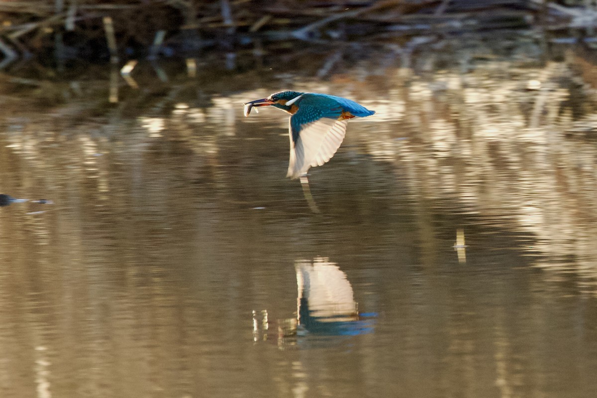 Yalıçapkını - ML646413067