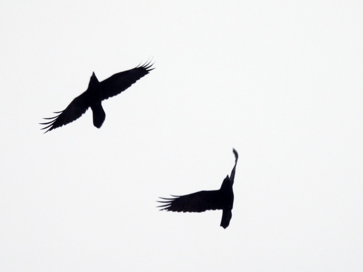 Erroi handia - ML646413071