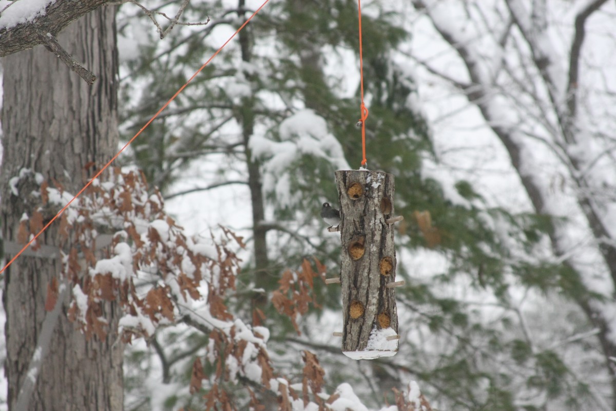 ユキヒメドリ - ML646413072