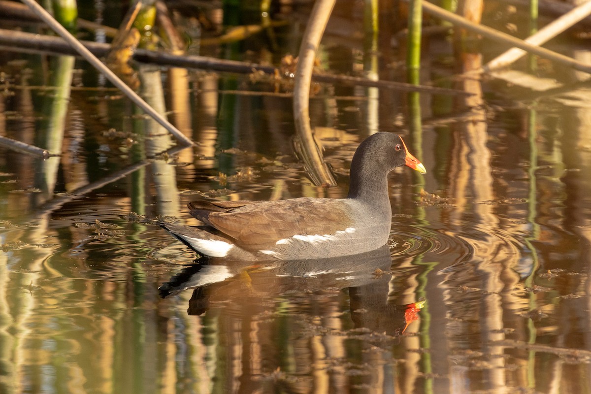 slípka americká - ML646413073