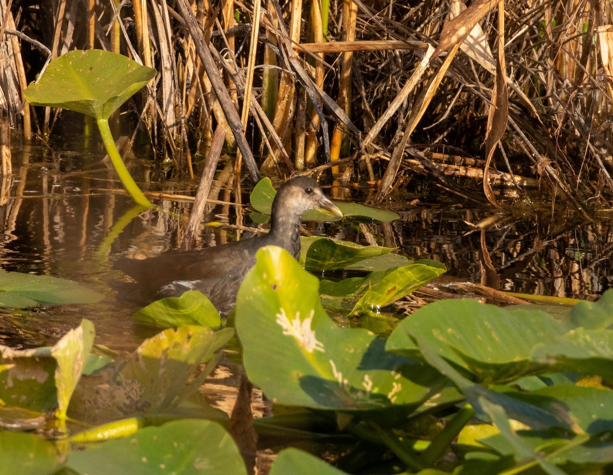 slípka americká - ML646413074