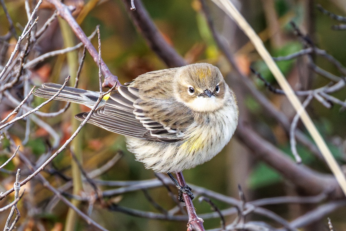 Yellow-rumped Warbler - ML646413075