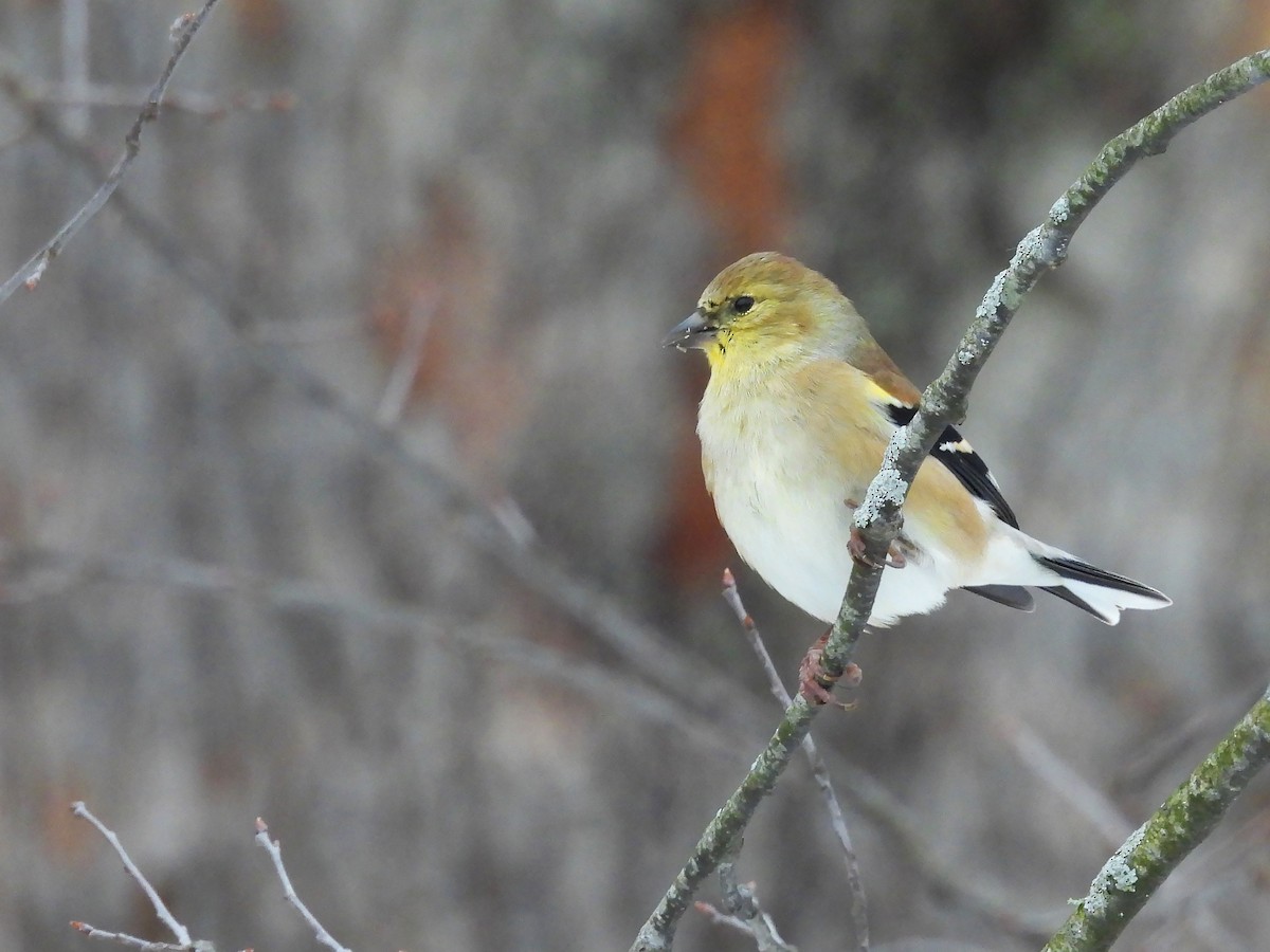 American Goldfinch - ML646413077