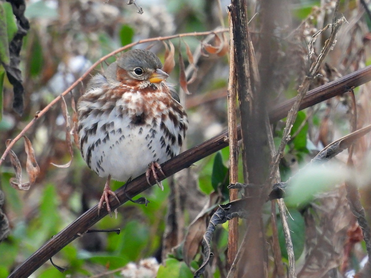 Fox Sparrow - ML646413080