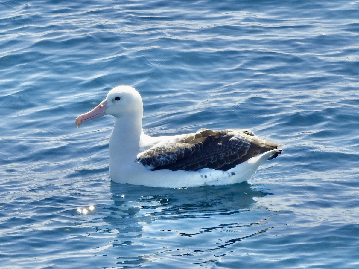 Southern Royal Albatross - ML646413081