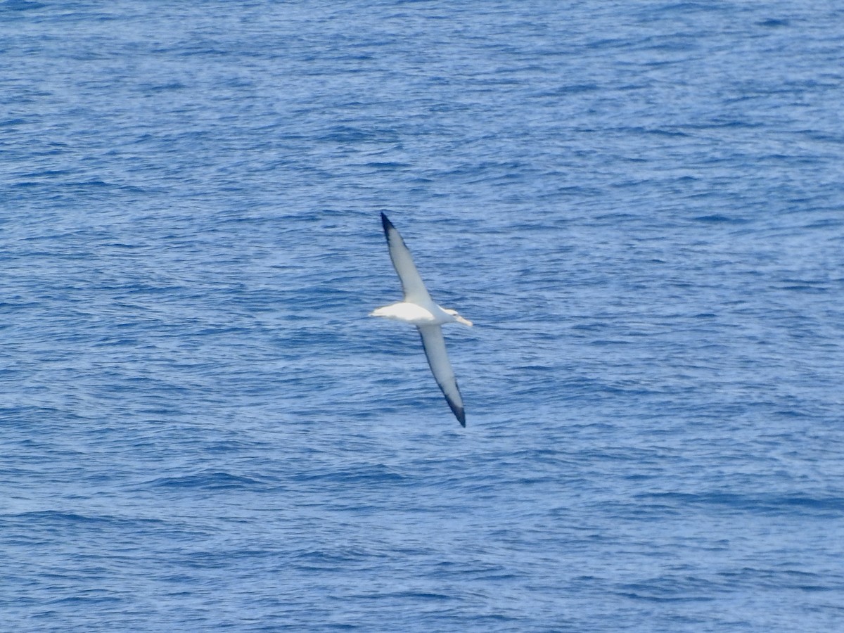 Southern Royal Albatross - ML646413082