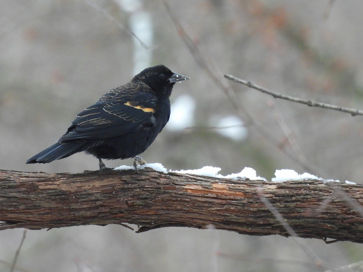 Red-winged Blackbird - ML646413083