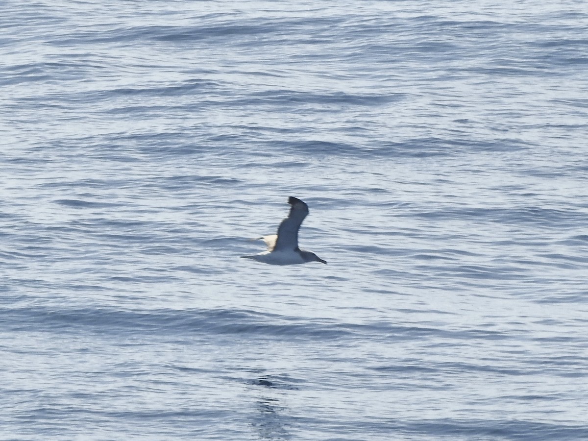 Salvin's Albatross - ML646413084