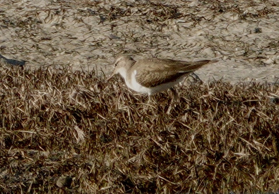 Spotted Sandpiper - ML646413085