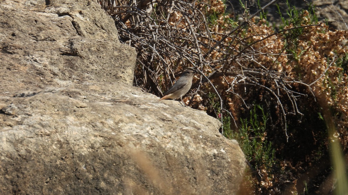 赭紅尾鴝 - ML646413087