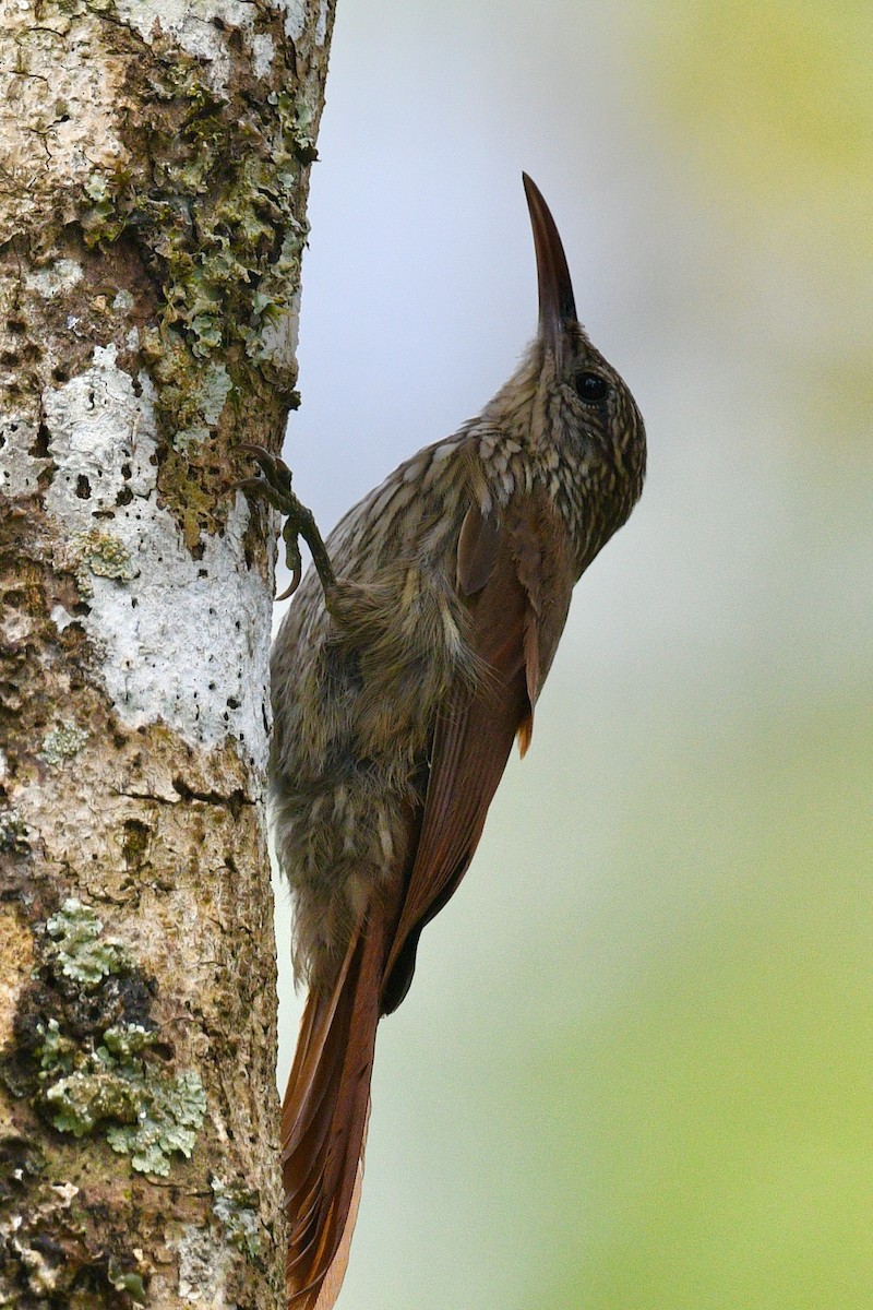 Streak-headed Woodcreeper - ML646413088