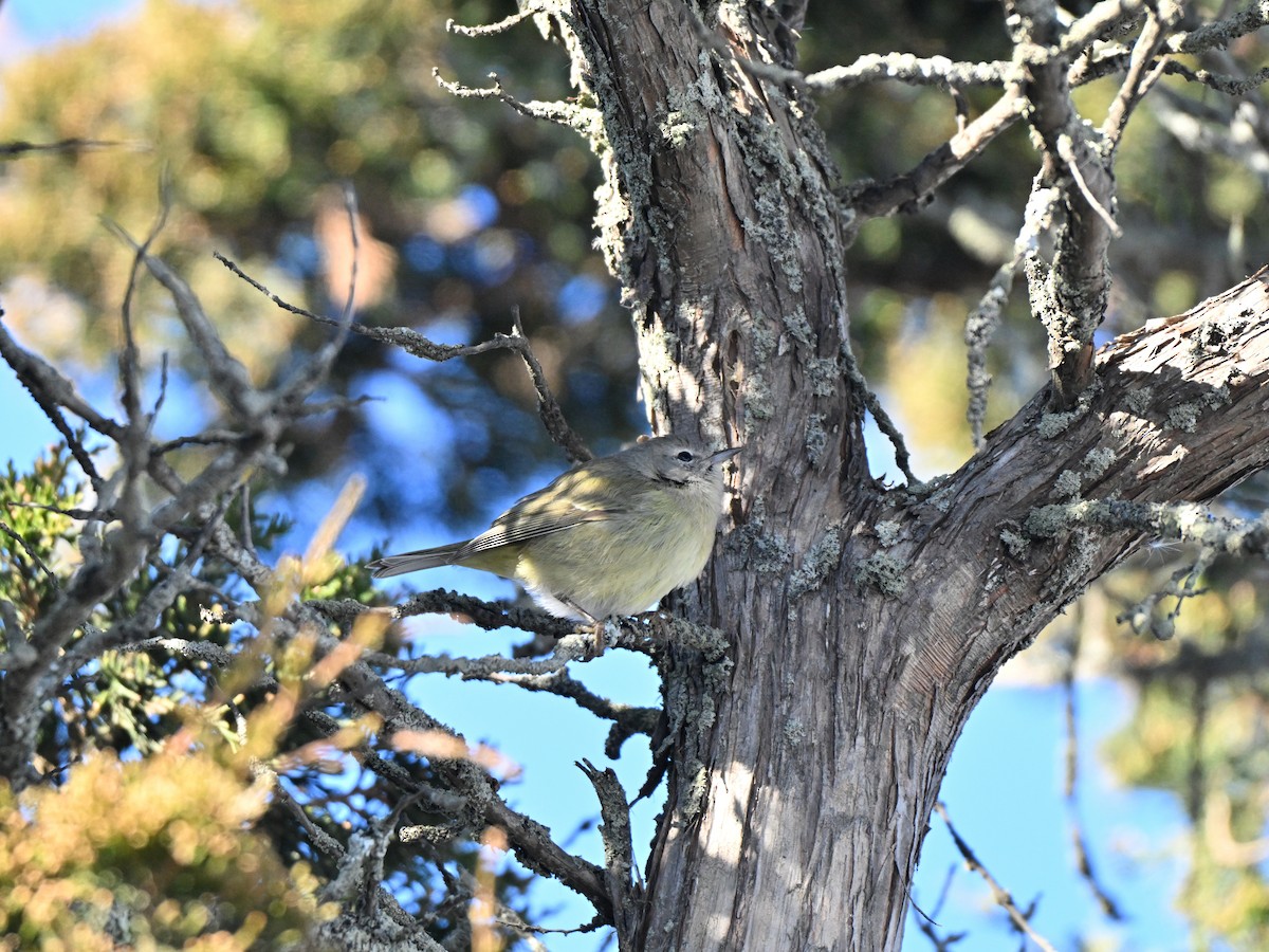 Orange-crowned Warbler - ML646413089