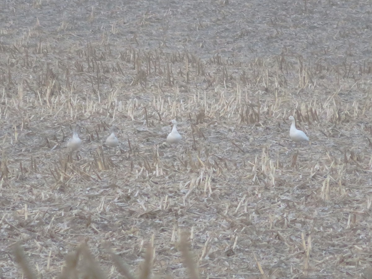 Snow Goose - ML646413090