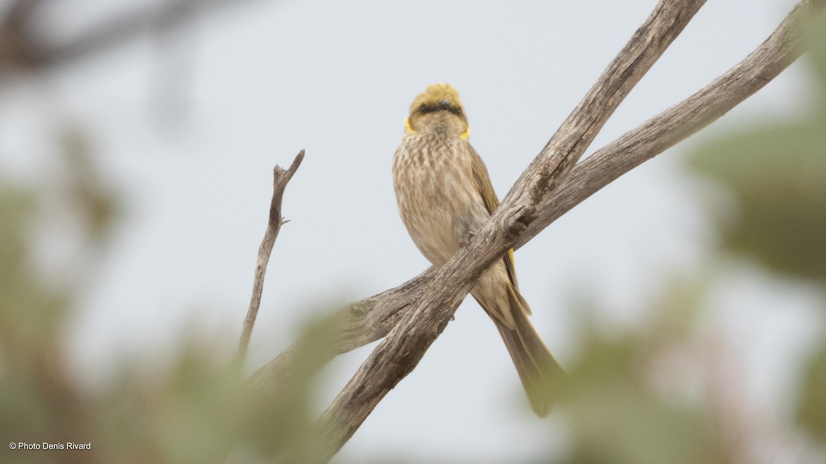 Yellow-plumed Honeyeater - ML646413092