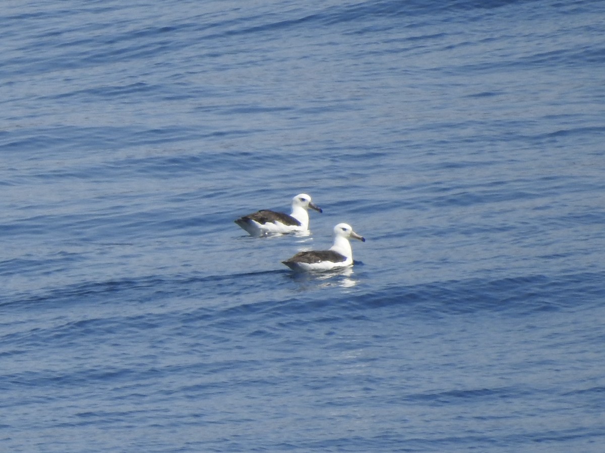 Black-browed Albatross - ML646413093
