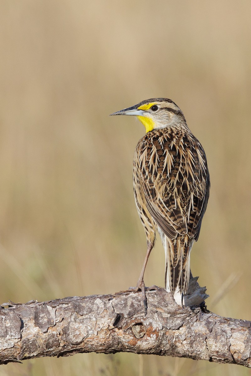 Eastern Meadowlark - ML646413094
