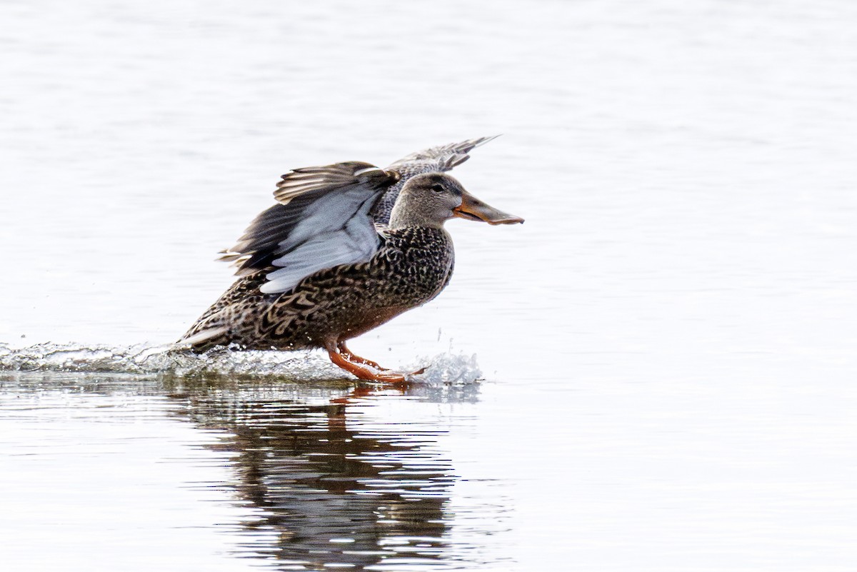 Northern Shoveler - ML646413097