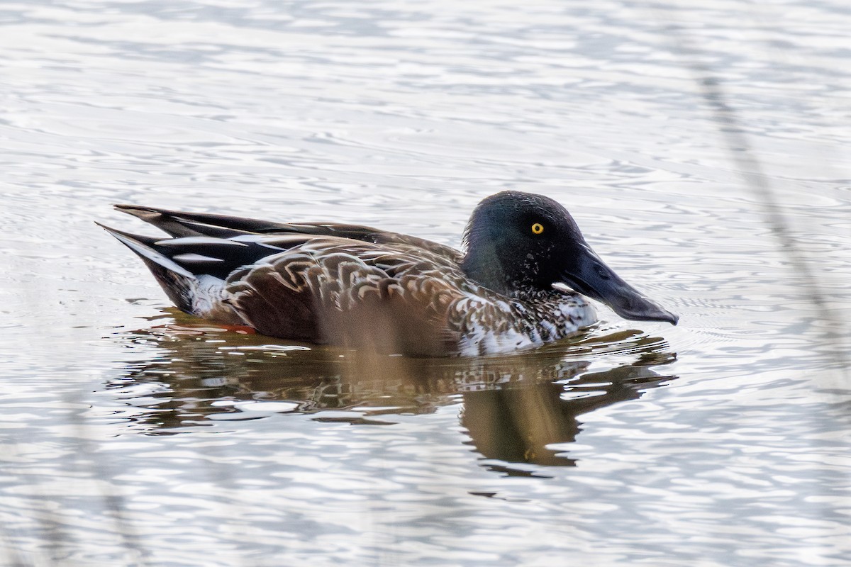 Northern Shoveler - ML646413098