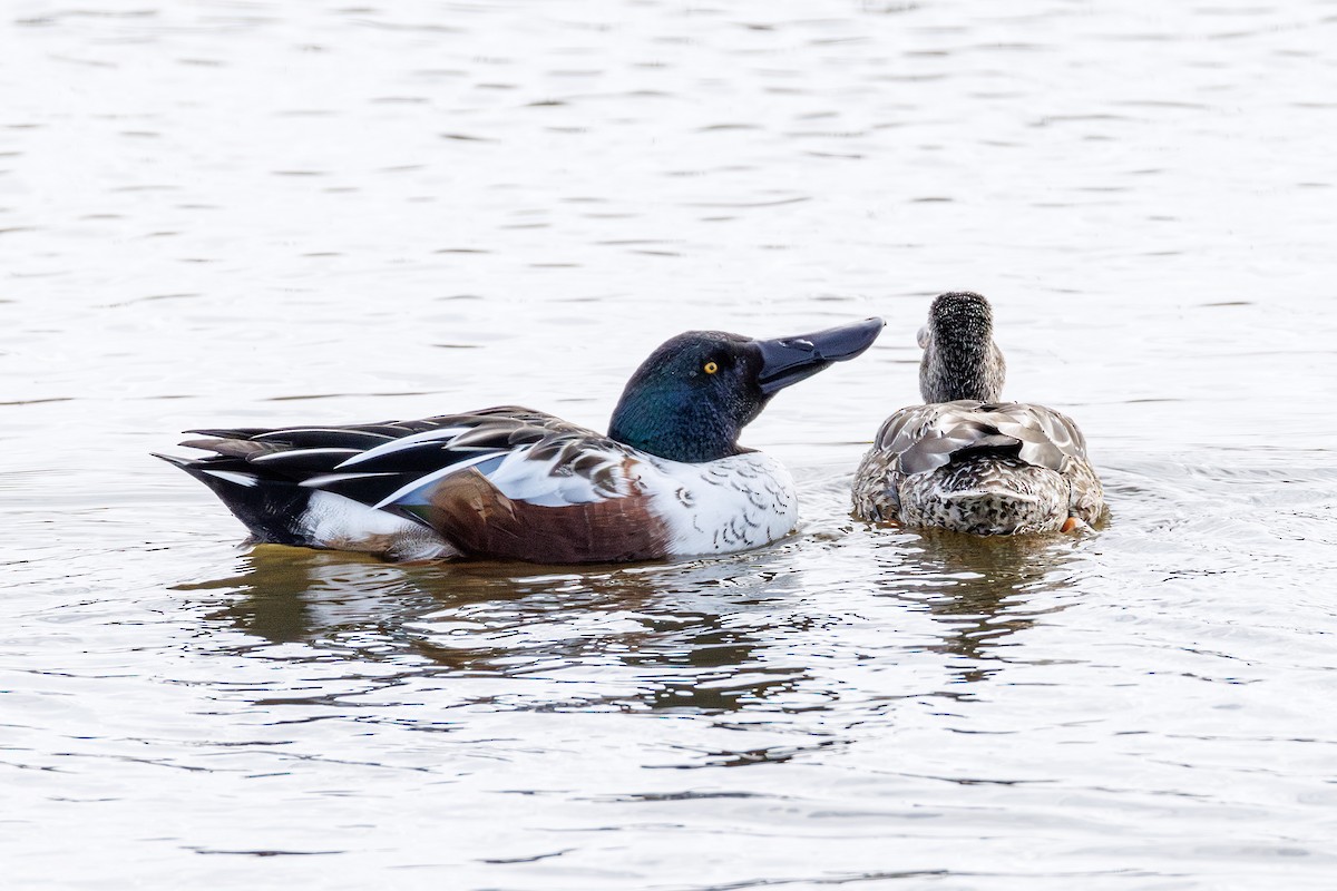 Northern Shoveler - ML646413099