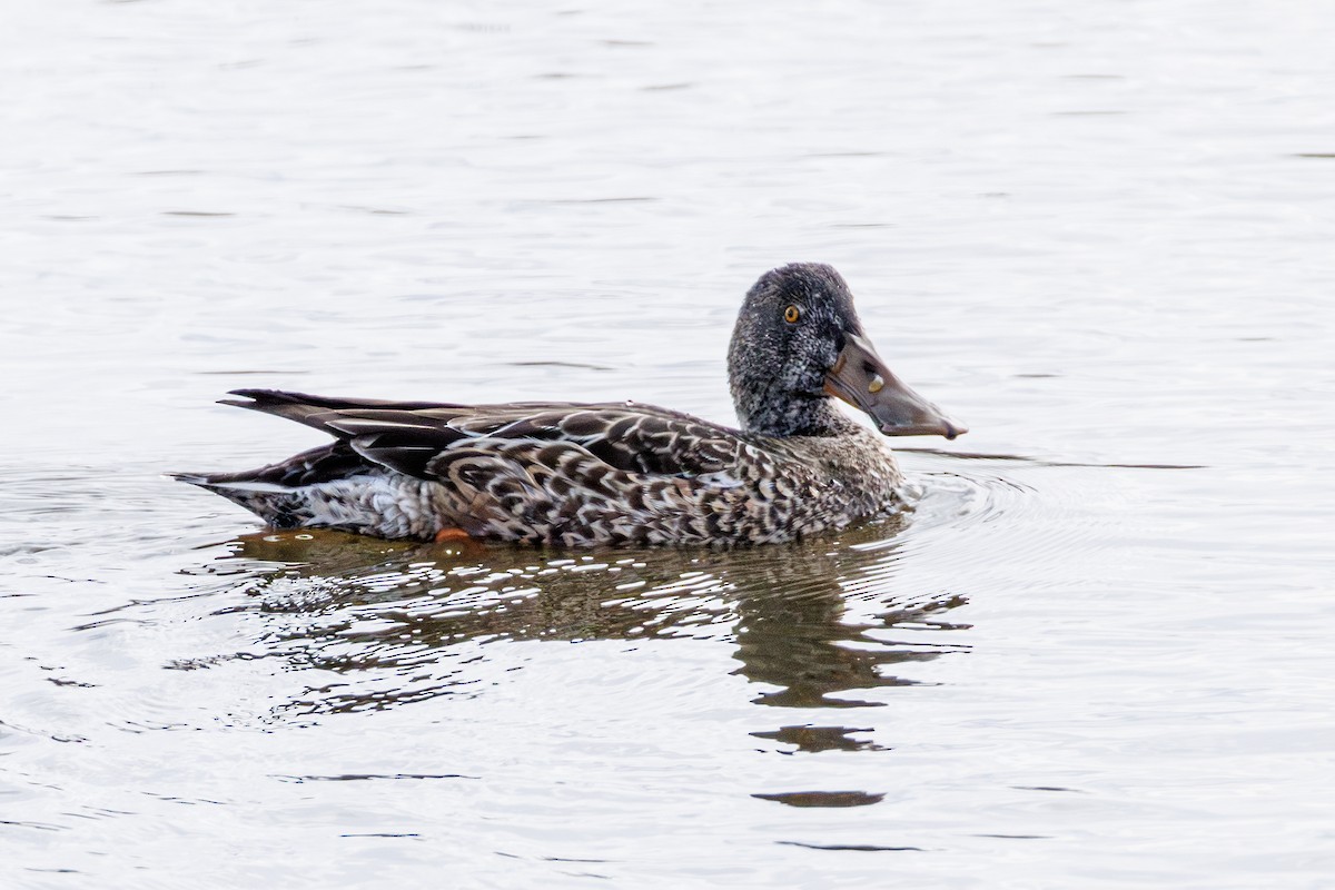 Northern Shoveler - ML646413100