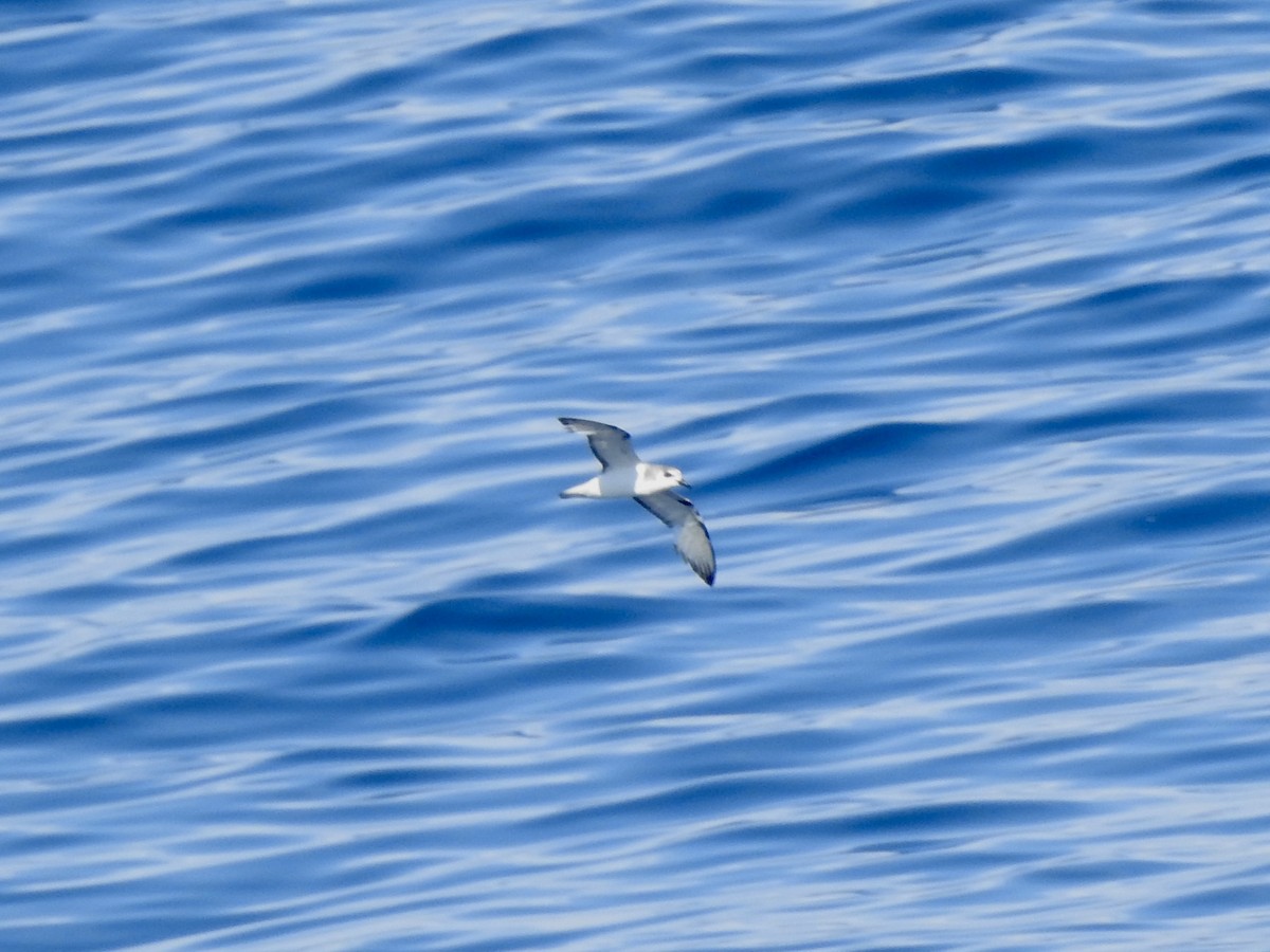 Masatierra Petrel - ML646413101