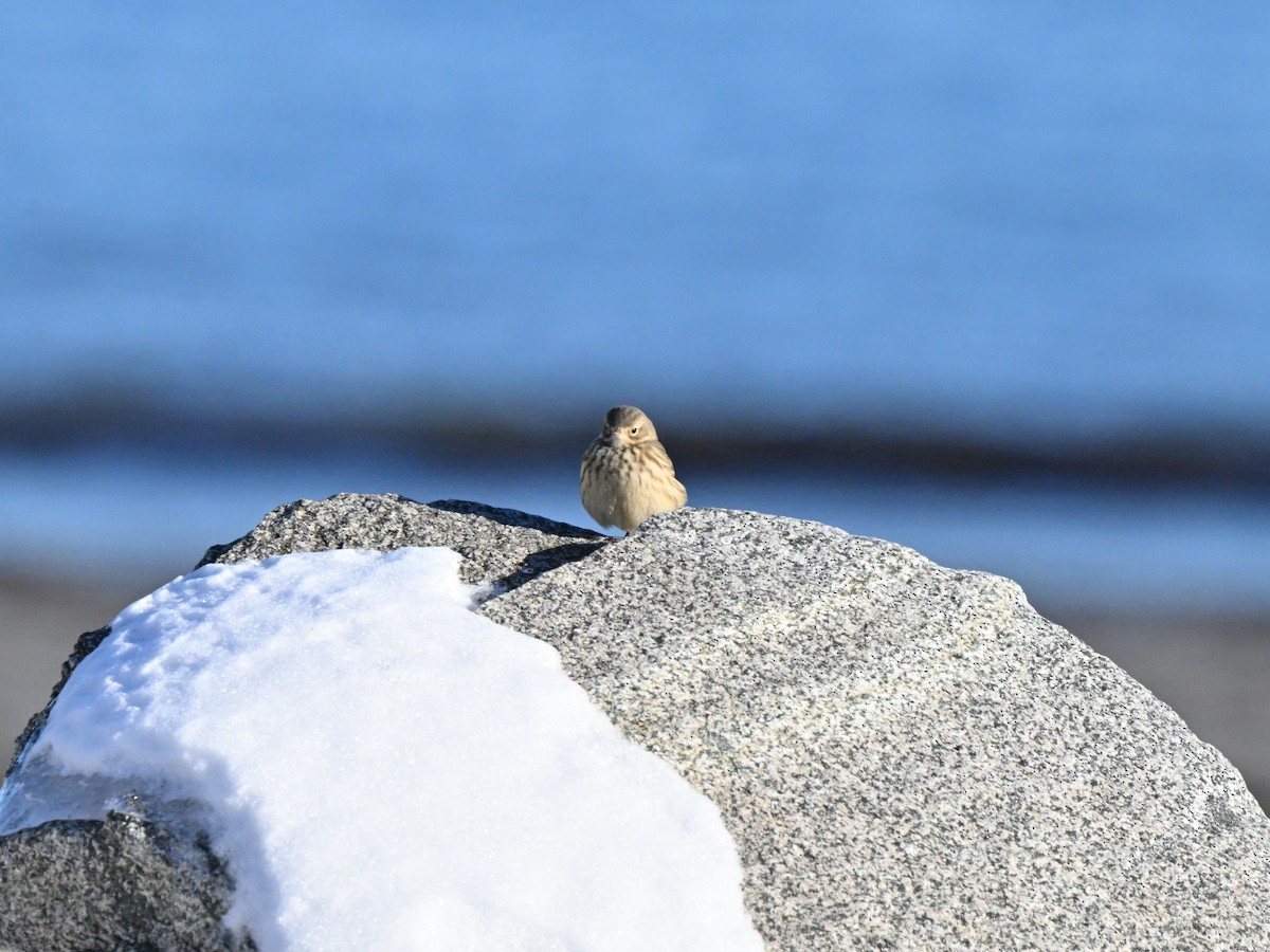 American Pipit - ML646413103