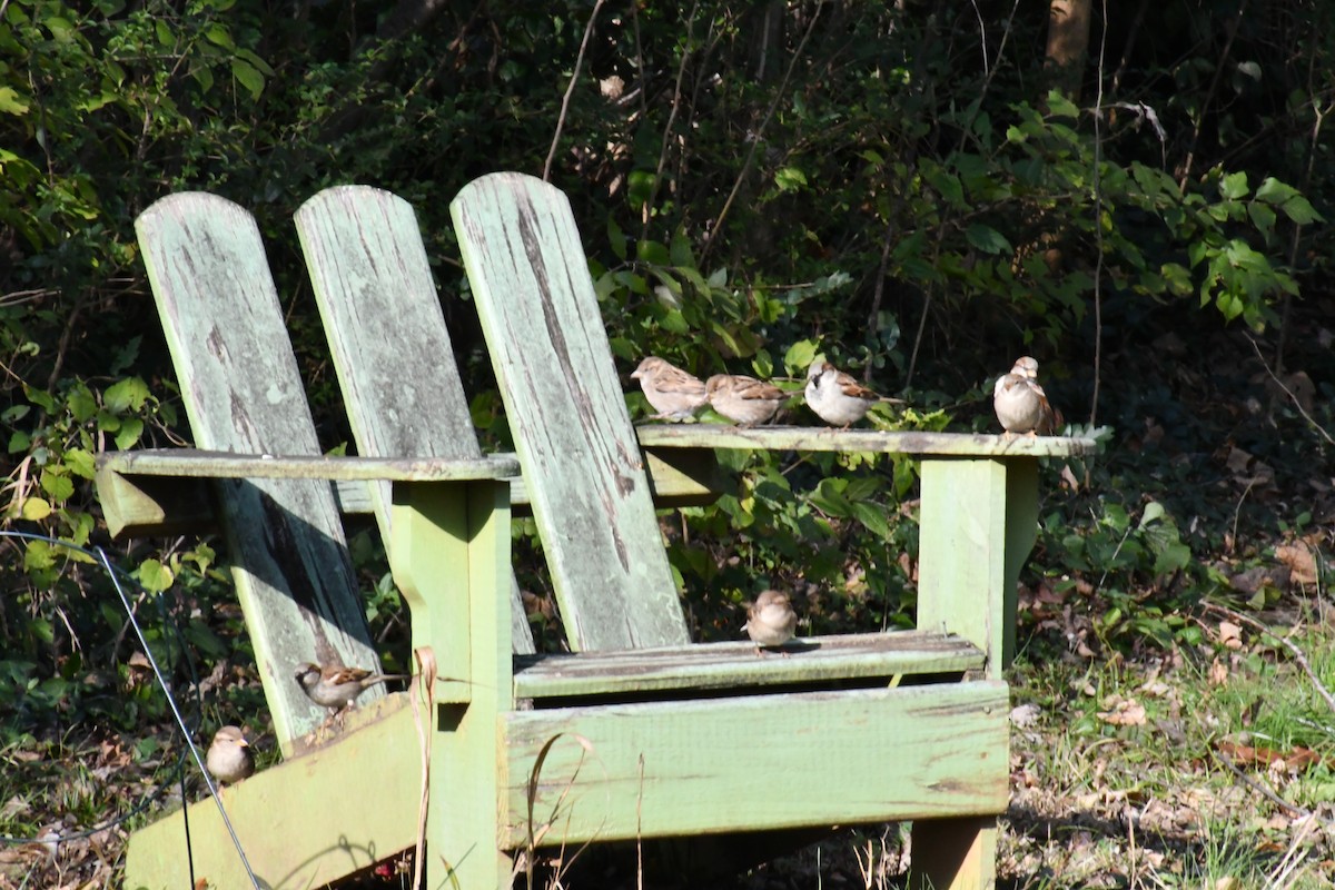 vrabec domácí - ML646413104