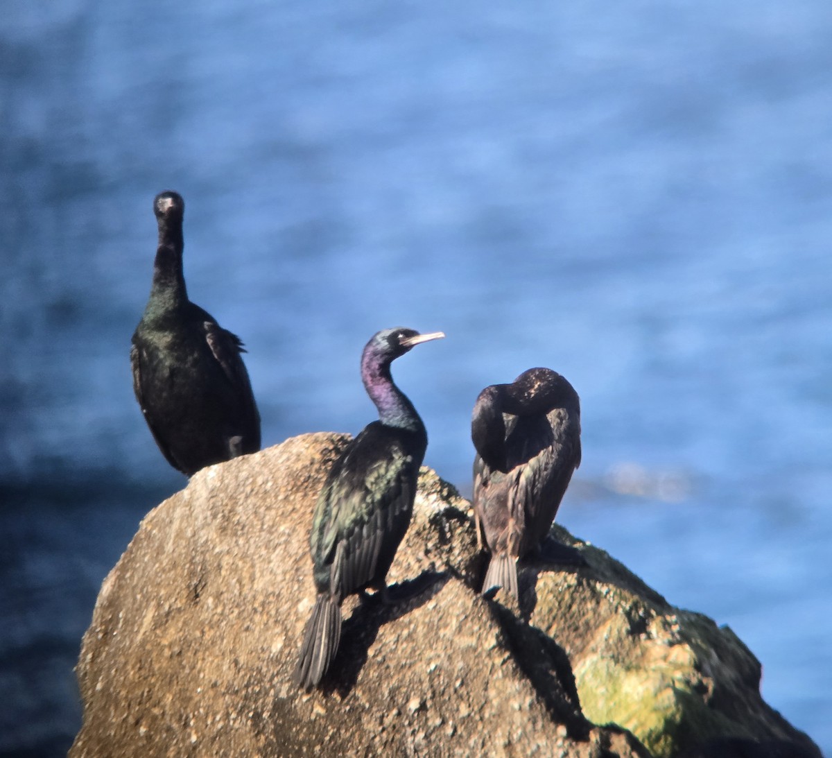 Pelagic Cormorant - ML646413106