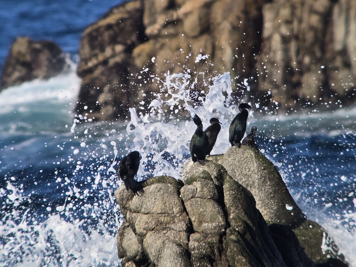 Pelagic Cormorant - ML646413107