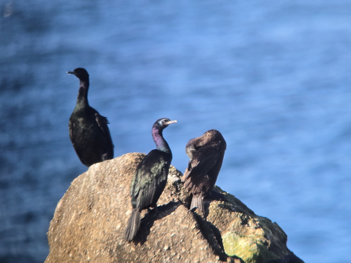 Pelagic Cormorant - ML646413108