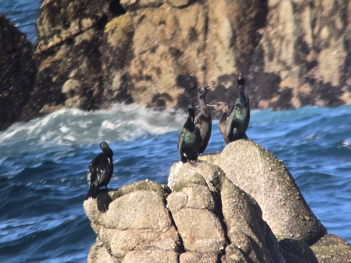 Pelagic Cormorant - ML646413109