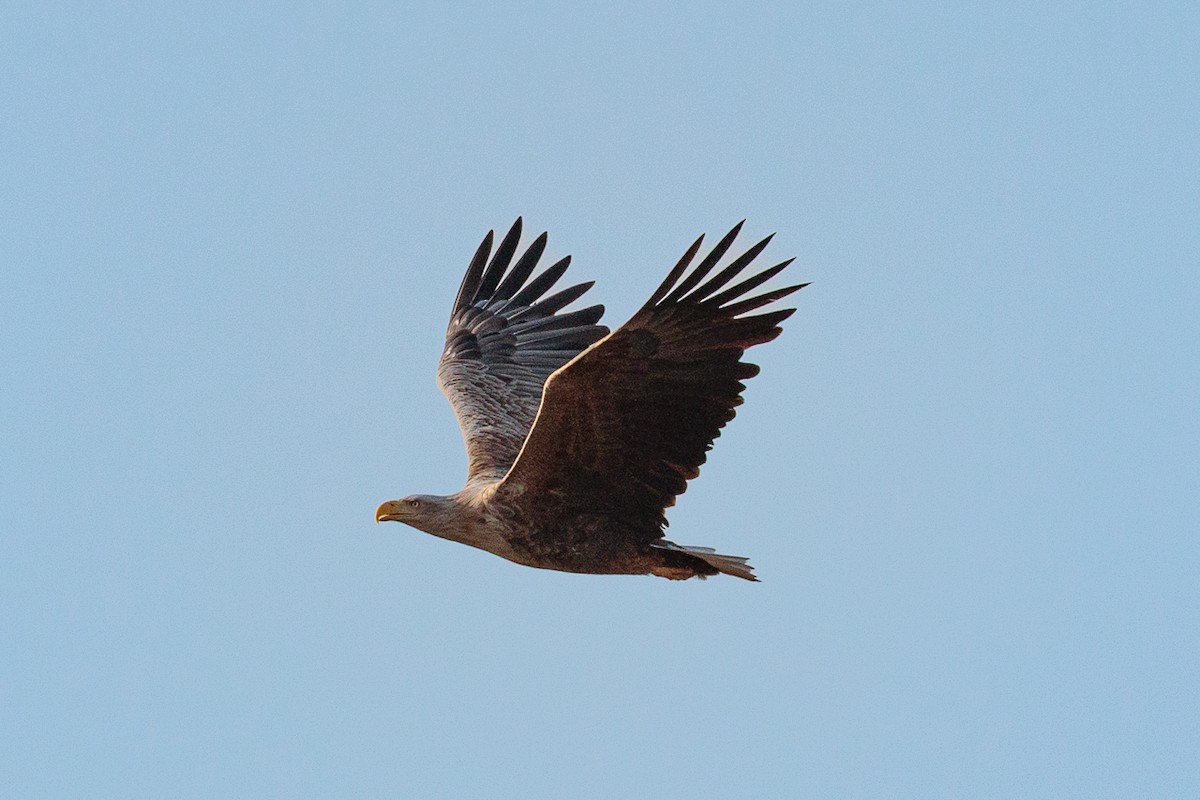White-tailed Eagle - ML646413111